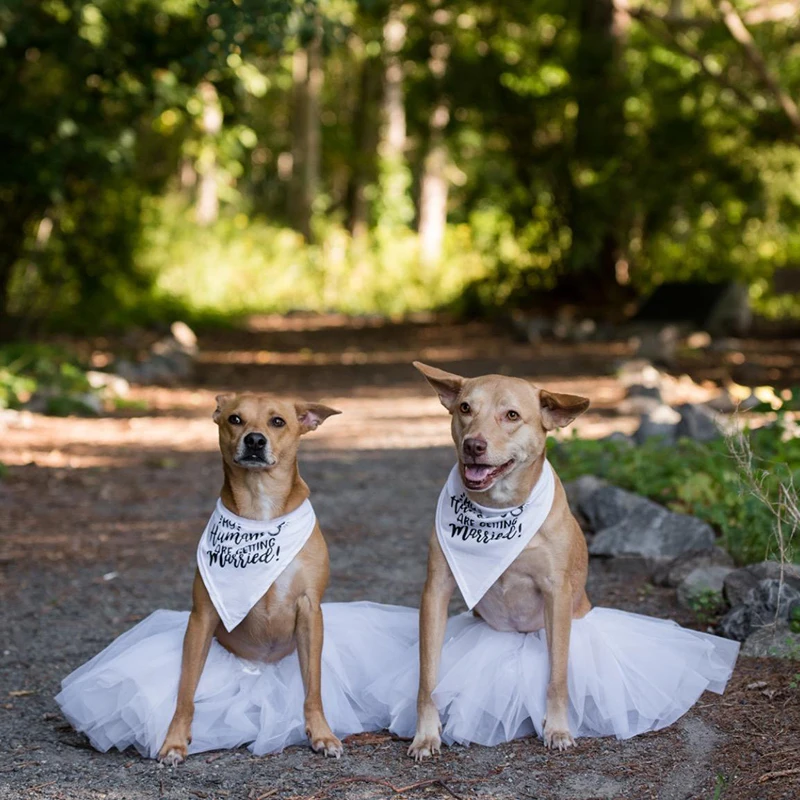 My มนุษย์เป็นแต่งงานห่วงคอสุนั - Dog Bandana Scarf บทวิจารณ์และราคา