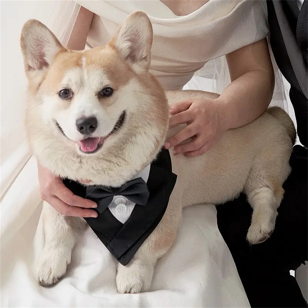 ผ้าพันคอแบบสามเหลี่ยมสำหรับสุน - Dog Bandana Scarf บทวิจารณ์และราคา
